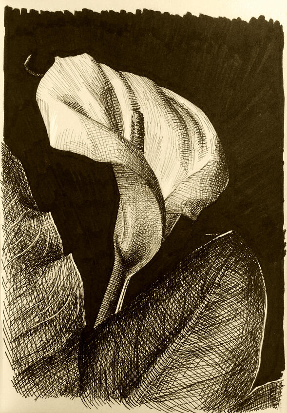 Lily